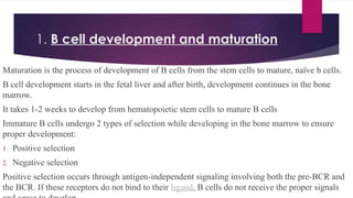 T AND B CELL DEVELOPMENT MEDICAL SCHOOL.pptx