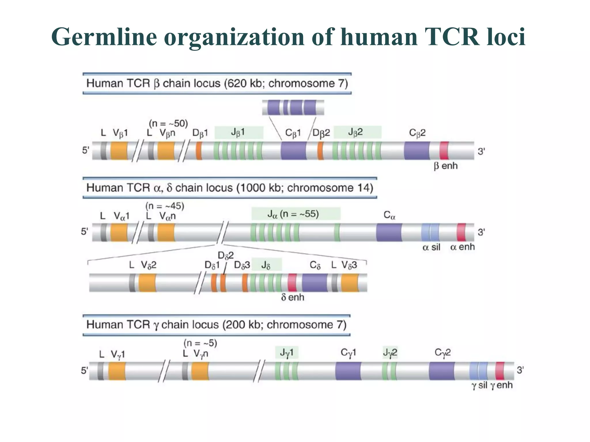 T and b cells | PDF