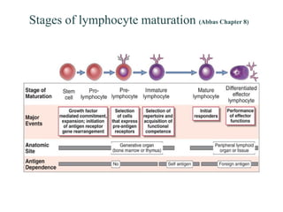Stages of lymphocyte maturation (Abbas Chapter 8)
 