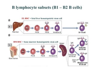 T and b cells | PDF