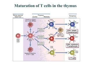 T and b cells | PDF