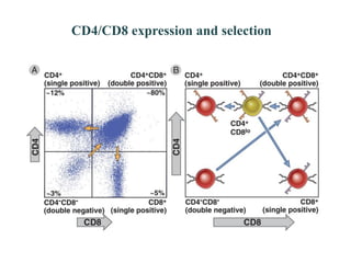 T and b cells | PDF