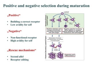 T and b cells | PDF
