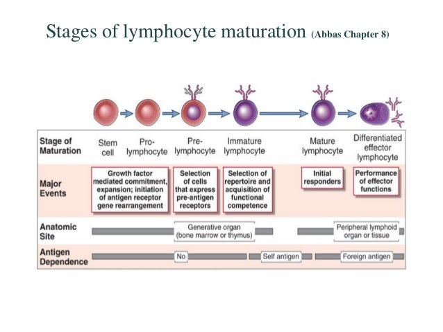 t and b cells t cell maturation