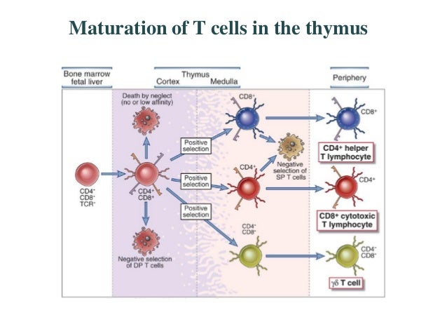 t and b cells t cell maturation