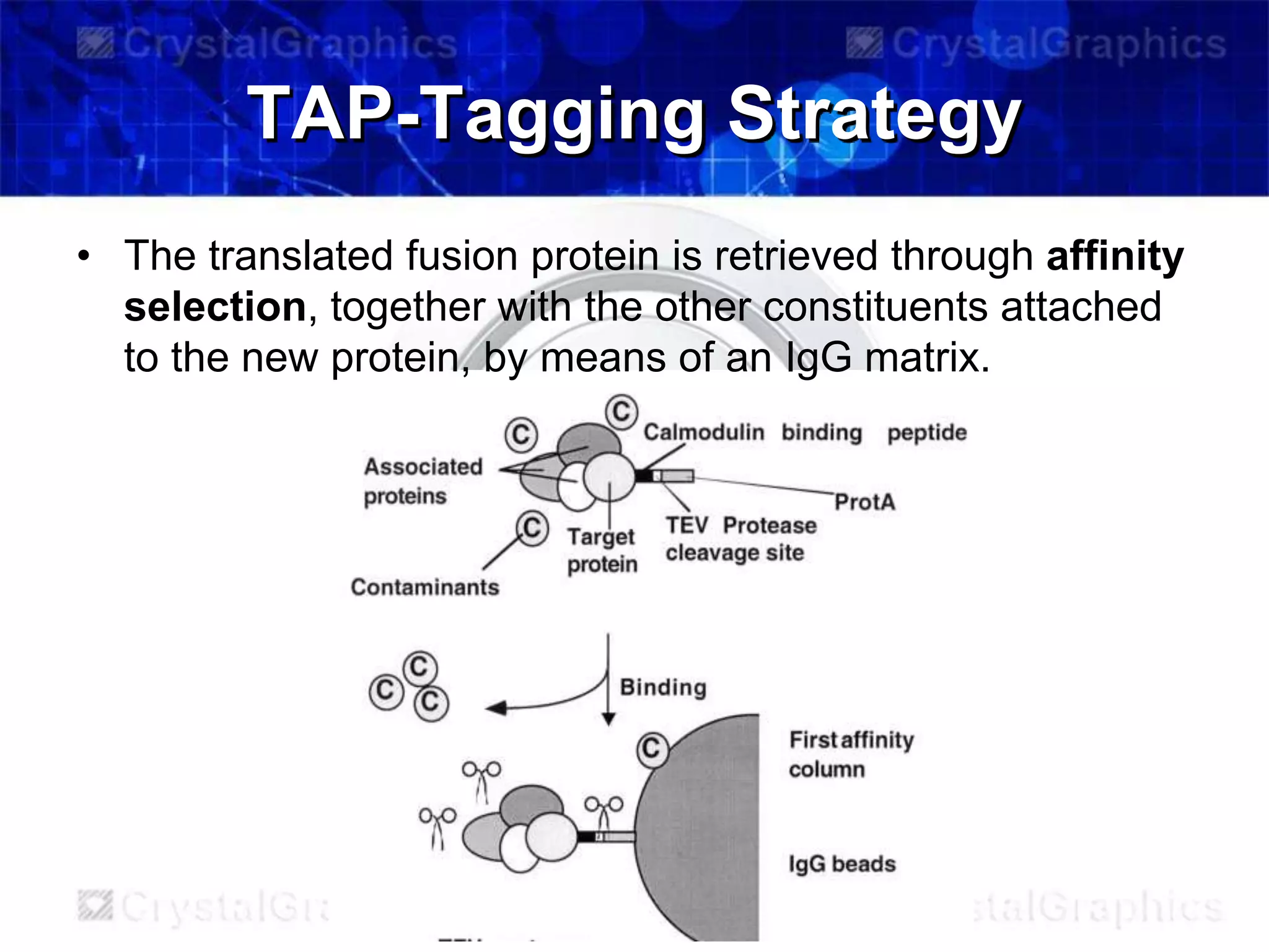 Tandem affinity purification | PPT | Free Download