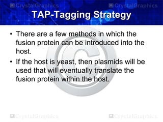 TAP-Tagging Strategy
• There are a few methods in which the
fusion protein can be introduced into the
host.
• If the host is yeast, then plasmids will be
used that will eventually translate the
fusion protein within the host.
 