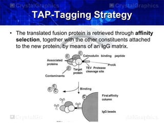 TAP-Tagging Strategy
• The translated fusion protein is retrieved through affinity
selection, together with the other constituents attached
to the new protein, by means of an IgG matrix.
 
