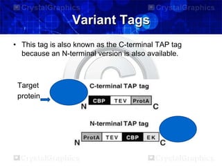 Variant Tags
• This tag is also known as the C-terminal TAP tag
because an N-terminal version is also available.
Target
protein
 