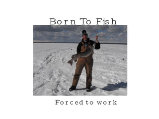 Born To Fish Forced to work 