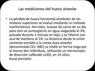 Las mediciones del hueso alveolar

• La pérdida de hueso horizontal alrededor de los
  molares superiores se evaluó mediante un método
  morfométrico. Hervidos, huesos de carne de un día
  para otro se sumergieron en agua oxigenada al 3%,
  pulsado durante 1 minuto en lejía, y se tiñeron con
  azul de metileno al 1%. La distancia desde la unión
  cemento-esmalte a la cresta ósea alveolar
  (denominado CEJ: ABC) se midió en forma ciega por
  al menos dos individuos, utilizando un microscopio
  de disección calibrado (x30), en 14 sitios
  bucal porratón.
 
