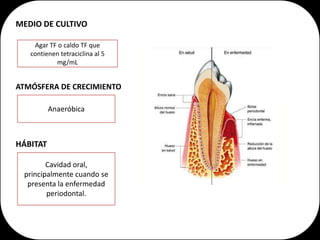 MEDIO DE CULTIVO

    Agar TF o caldo TF que
   contienen tetraciclina al 5
           mg/mL


ATMÓSFERA DE CRECIMIENTO

          Anaeróbica



HÁBITAT

        Cavidad oral,
 principalmente cuando se
  presenta la enfermedad
        periodontal.
 