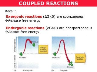 COUPLED REACTIONS
Recall:
Exergonic reactions (ΔG<0) are spontaneous
Release free energy
Endergonic reactions (ΔG>0) are nonspontaneous
Absorb free energy
 