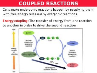 COUPLED REACTIONS
Cells make endergonic reactions happen by supplying them
with free energy released by exergonic reactions.
Energy coupling: The transfer of energy from one reaction
to another in order to drive the second reaction
 