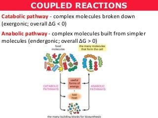 COUPLED REACTIONS
Catabolic pathway - complex molecules broken down
(exergonic; overall ΔG < 0)
Anabolic pathway - complex molecules built from simpler
molecules (endergonic; overall ΔG > 0)
 