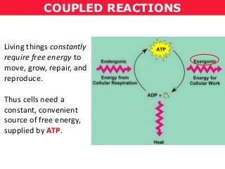 COUPLED REACTIONS
Living things constantly
require free energy to
move, grow, repair, and
reproduce.
Thus cells need a
constant, convenient
source of free energy,
supplied by ATP.
 