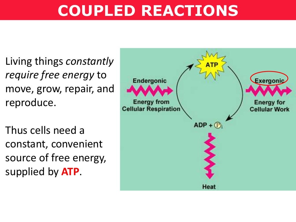 Tang 01c coupled reactions