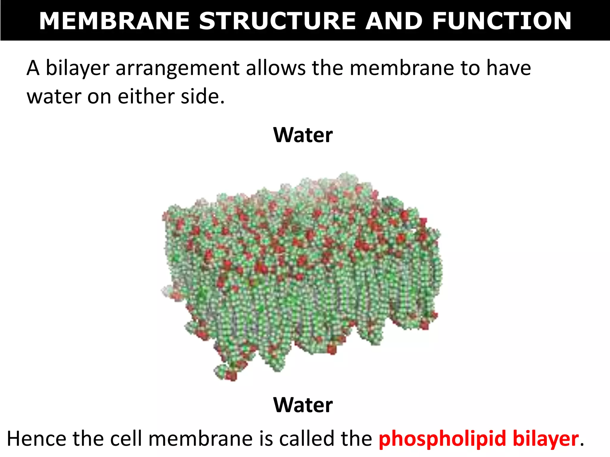 Tang 05 membrane structure and functions | PPTX