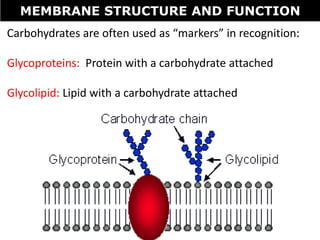 Tang 05 membrane structure and functions | PPTX