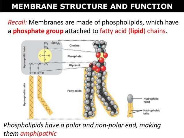 membrane structure and function