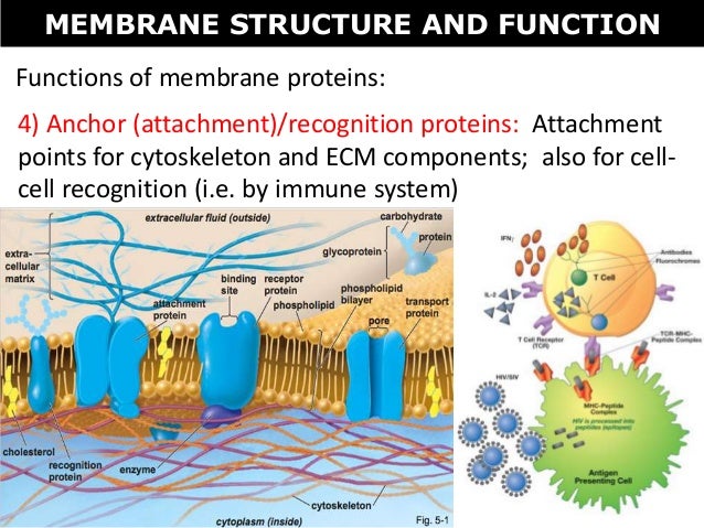 Tang 05 membrane structure and functions