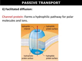 Tang 06 transport across membranes | PPTX