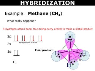 What really happens?
C
2p
2s
1s
sp3 hybridized orbitals
4 hydrogen atoms bond, thus filling every orbital to make a stable...