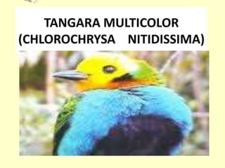 TANGARA MULTICOLOR   (CHLOROCHRYSA    NITIDISSIMA) 