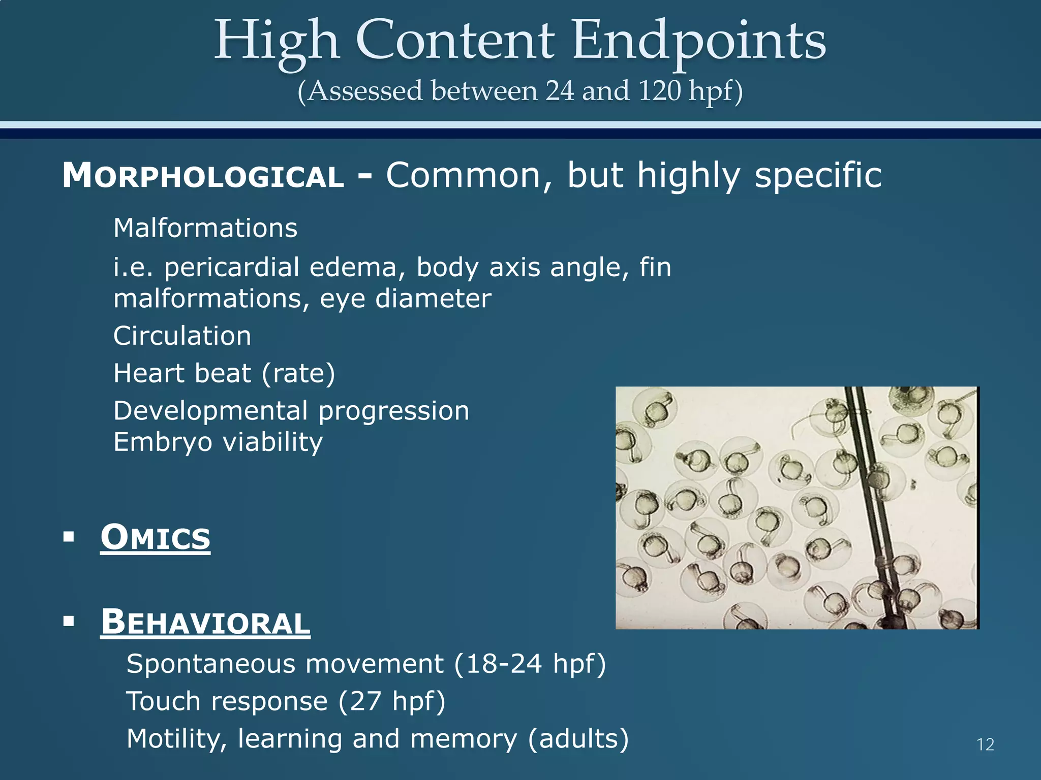 High Content Endpoints
(Assessed between 24 and 120 hpf)
12
MORPHOLOGICAL - Common, but highly specific
Malformations
i.e. pericardial edema, body axis angle, fin
malformations, eye diameter
Circulation
Heart beat (rate)
Developmental progression
Embryo viability
 OMICS
 BEHAVIORAL
Spontaneous movement (18-24 hpf)
Touch response (27 hpf)
Motility, learning and memory (adults)
 