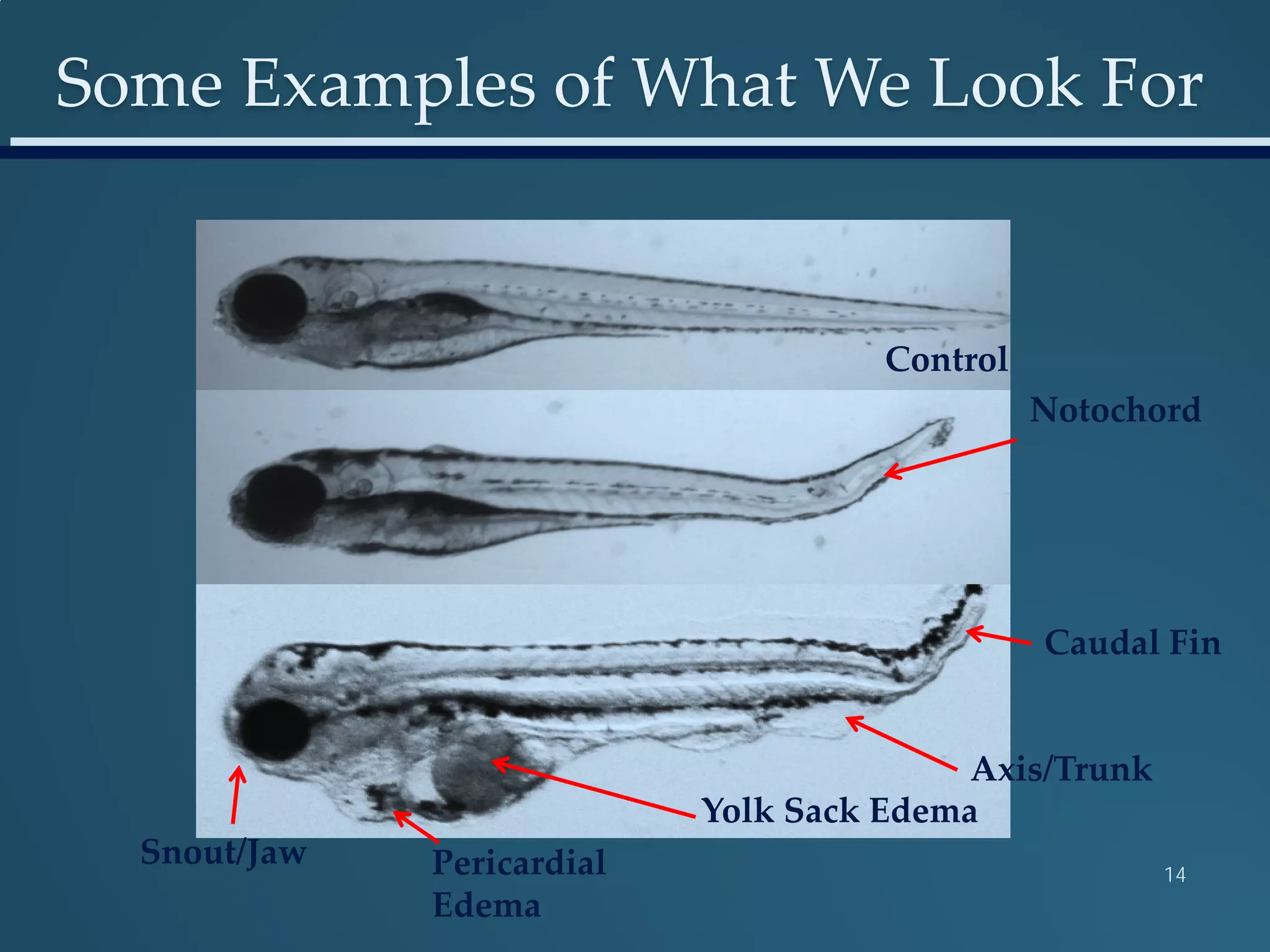 Some Examples of What We Look For
14
Snout/Jaw Pericardial
Edema
Yolk Sack Edema
Caudal Fin
Axis/Trunk
Notochord
Control
 