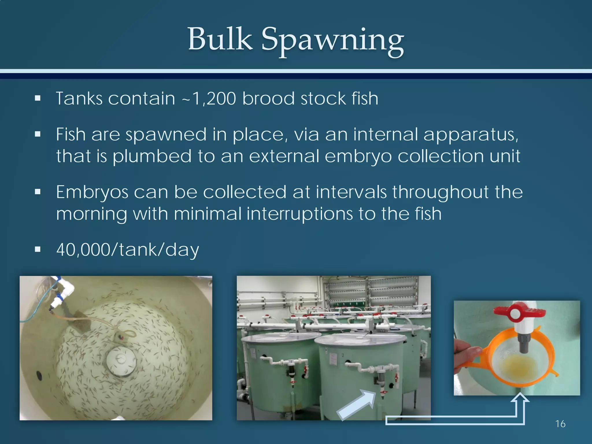 Bulk Spawning
16
 Tanks contain ~1,200 brood stock fish
 Fish are spawned in place, via an internal apparatus,
that is plumbed to an external embryo collection unit
 Embryos can be collected at intervals throughout the
morning with minimal interruptions to the fish
 40,000/tank/day
 