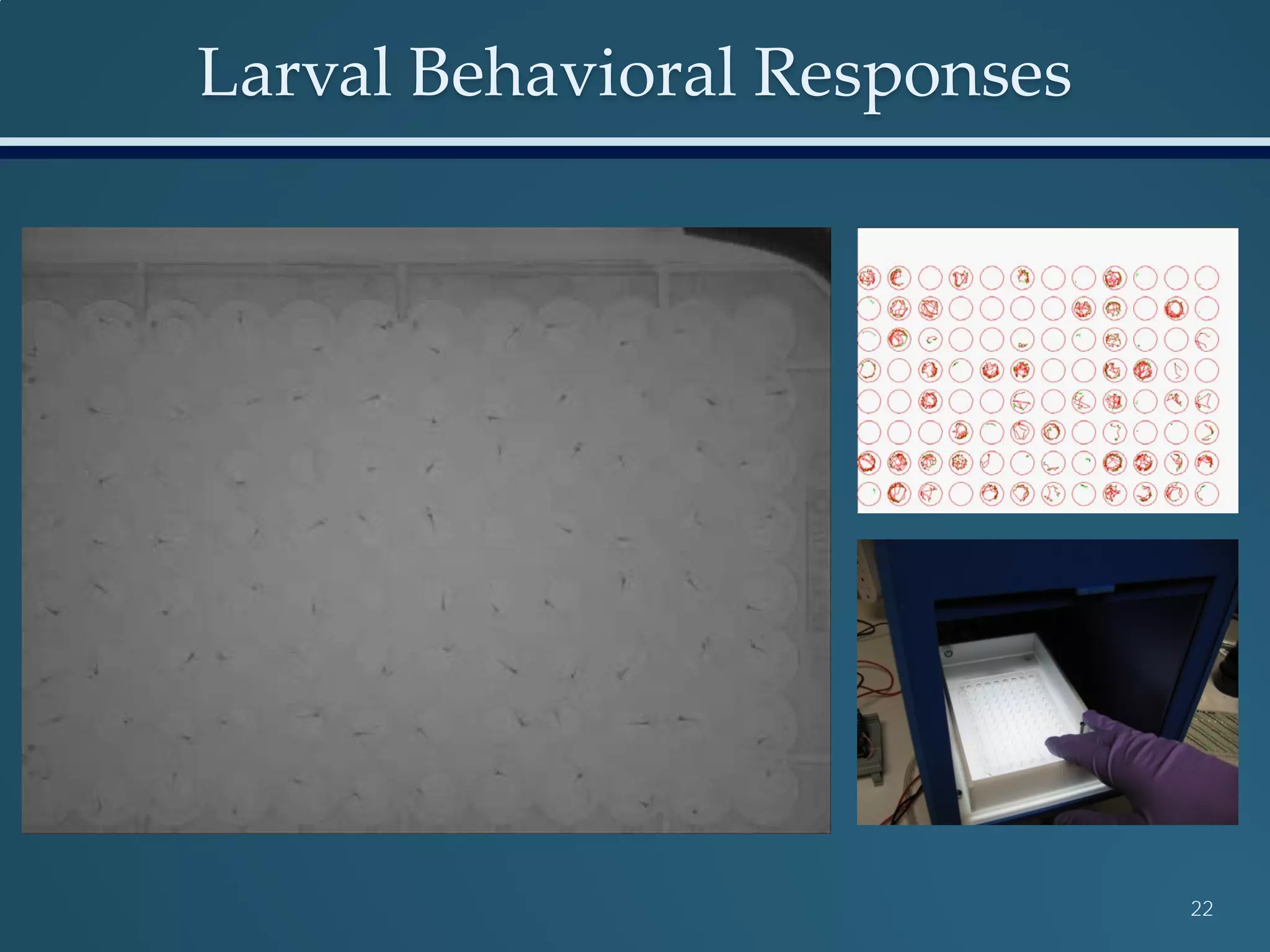 Larval Behavioral Responses
22
 