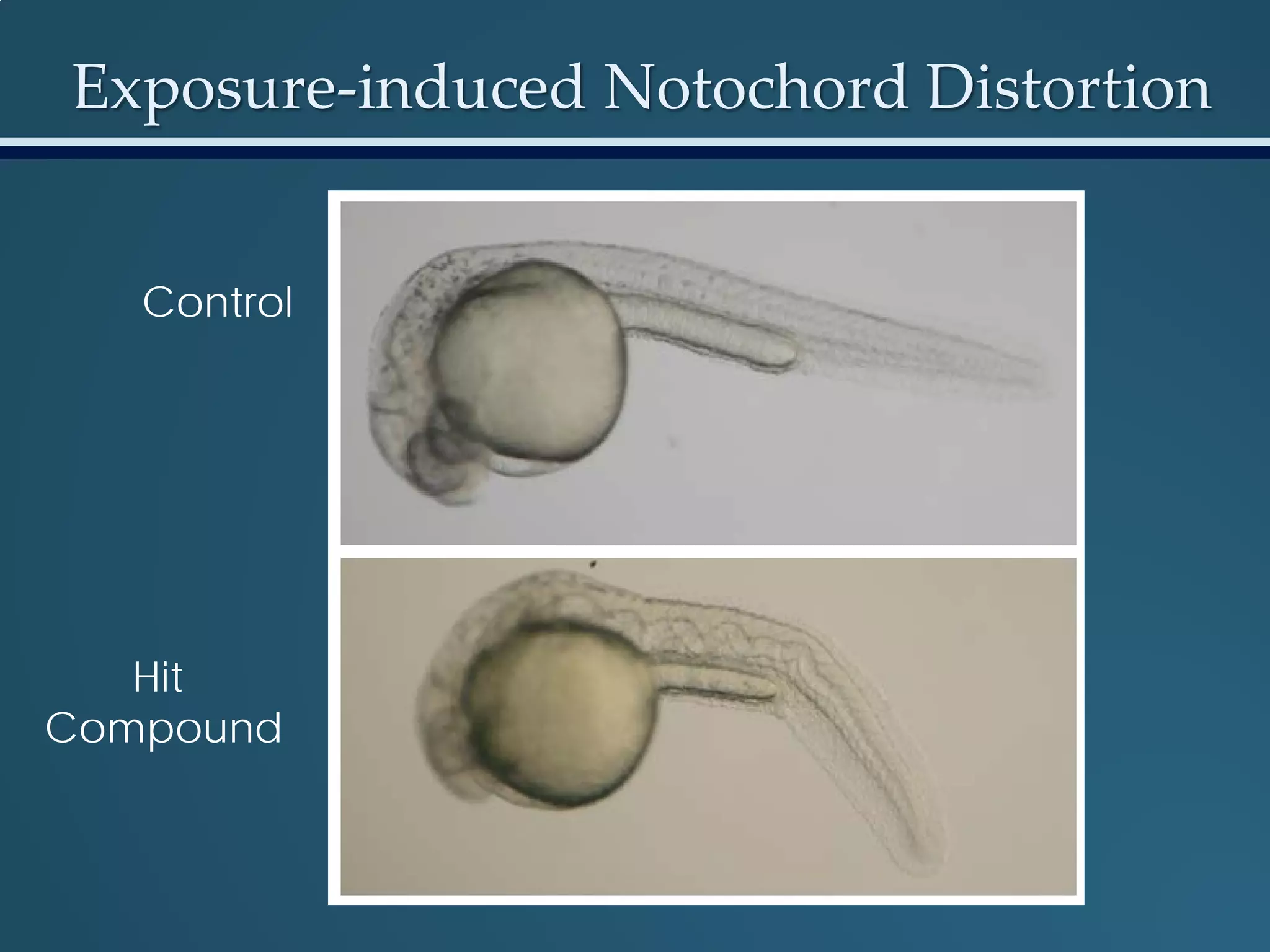Control
Hit
Compound
Exposure-induced Notochord Distortion
 