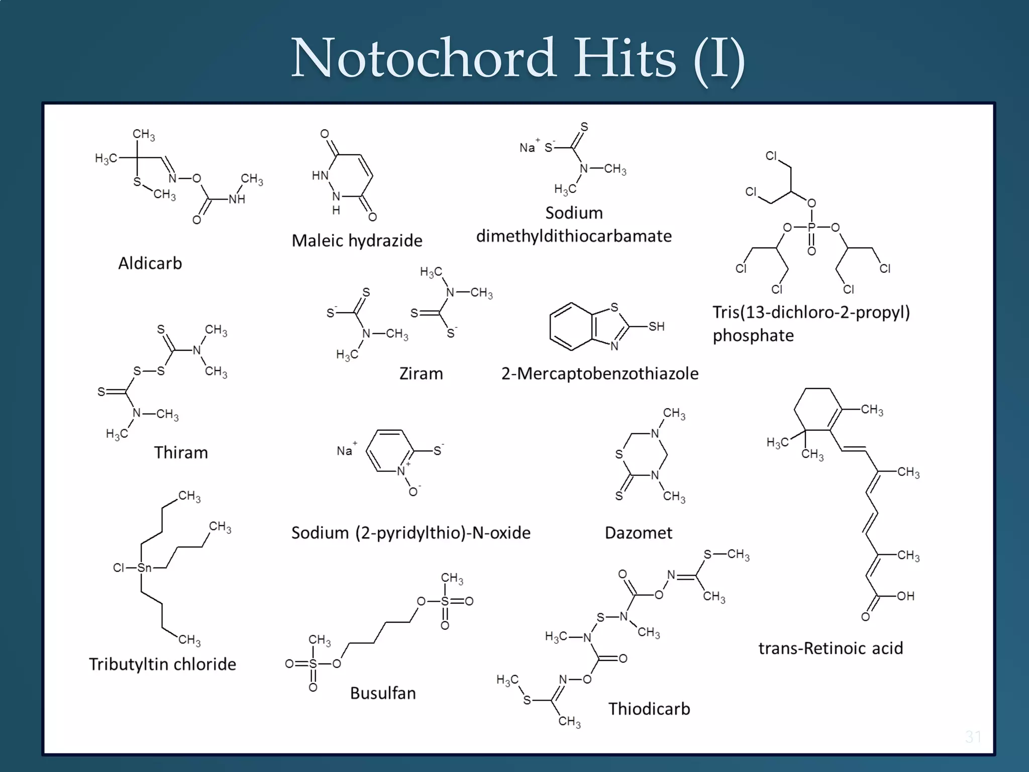Notochord Hits (I)
31
 