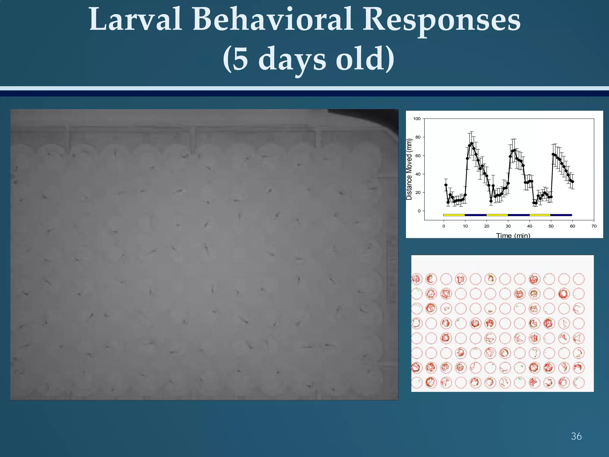 Larval Behavioral Responses
(5 days old)
36
Time (min)
0 10 20 30 40 50 60 70
DistanceMoved(mm)
0
20
40
60
80
100
 