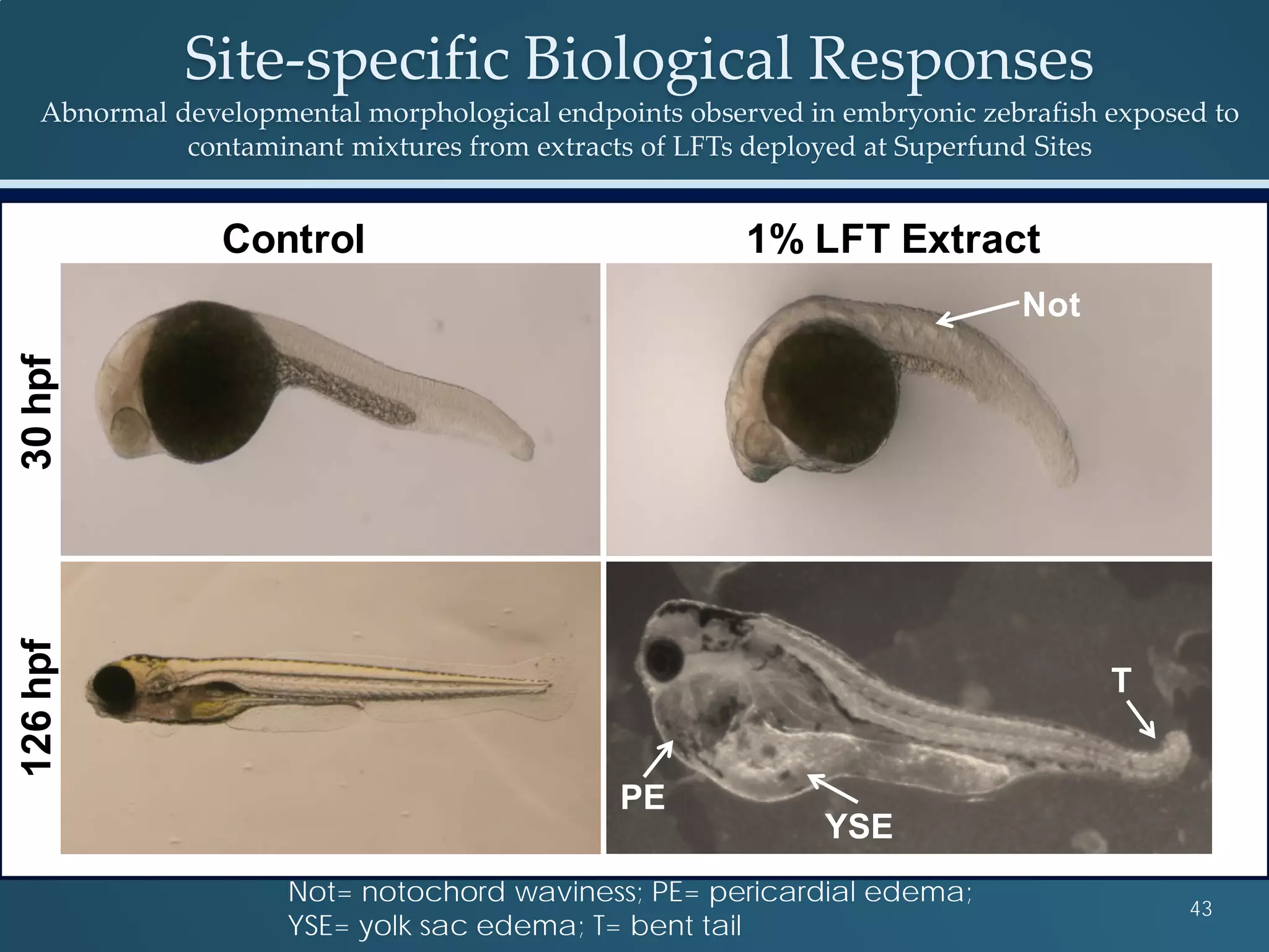 Site-specific Biological Responses
Abnormal developmental morphological endpoints observed in embryonic zebrafish exposed to
contaminant mixtures from extracts of LFTs deployed at Superfund Sites
43
Control
30hpf126hpf
1% LFT Extract
Not
T
PE
YSE
Not= notochord waviness; PE= pericardial edema;
YSE= yolk sac edema; T= bent tail
 
