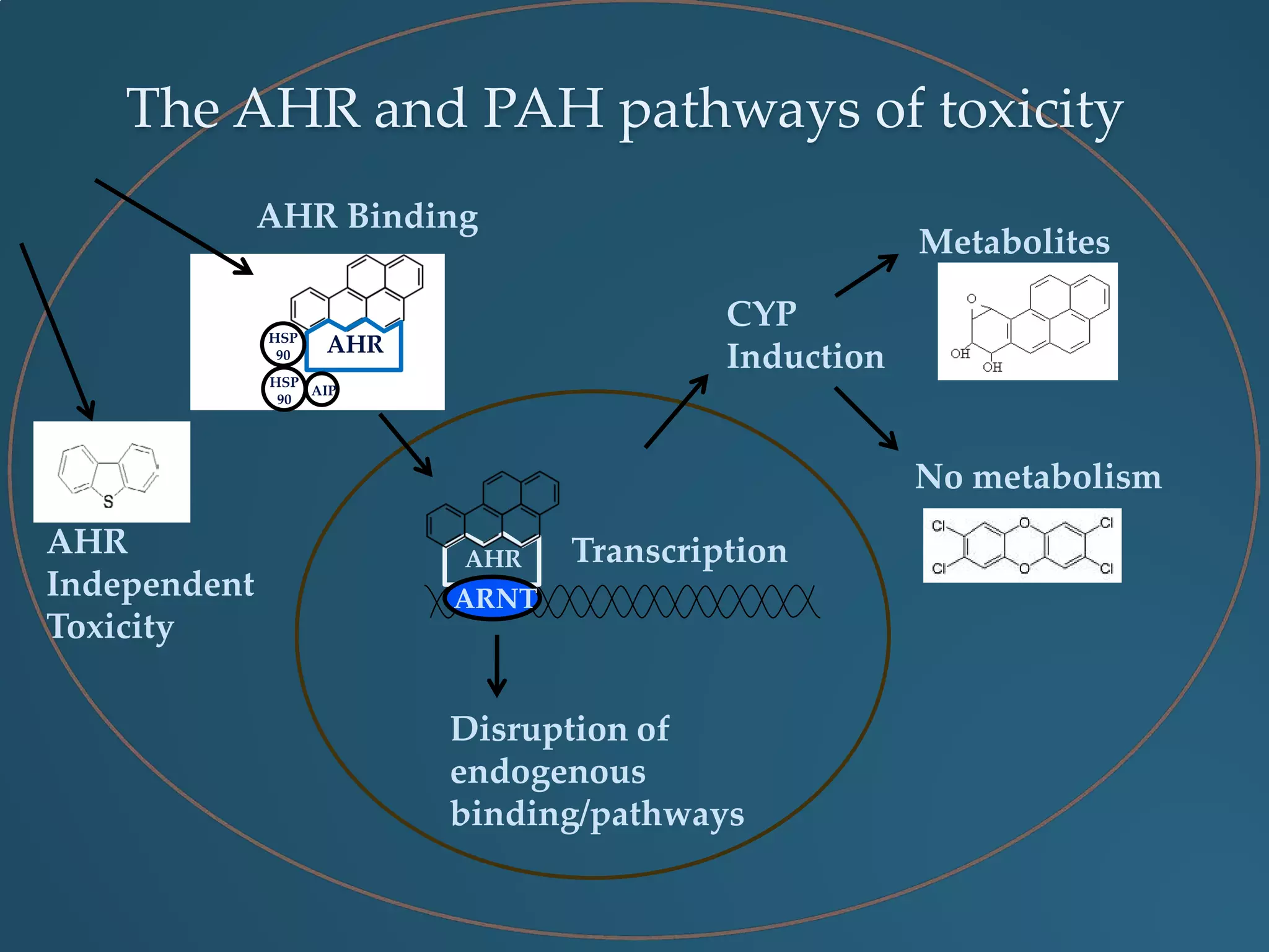 AHRHSP
90
HSP
90
AIP
AHR Binding
AHR
ARNT
Transcription
CYP
Induction
No metabolism
Metabolites
Disruption of
endogenous
binding/pathways
AHR
Independent
Toxicity
The AHR and PAH pathways of toxicity
 