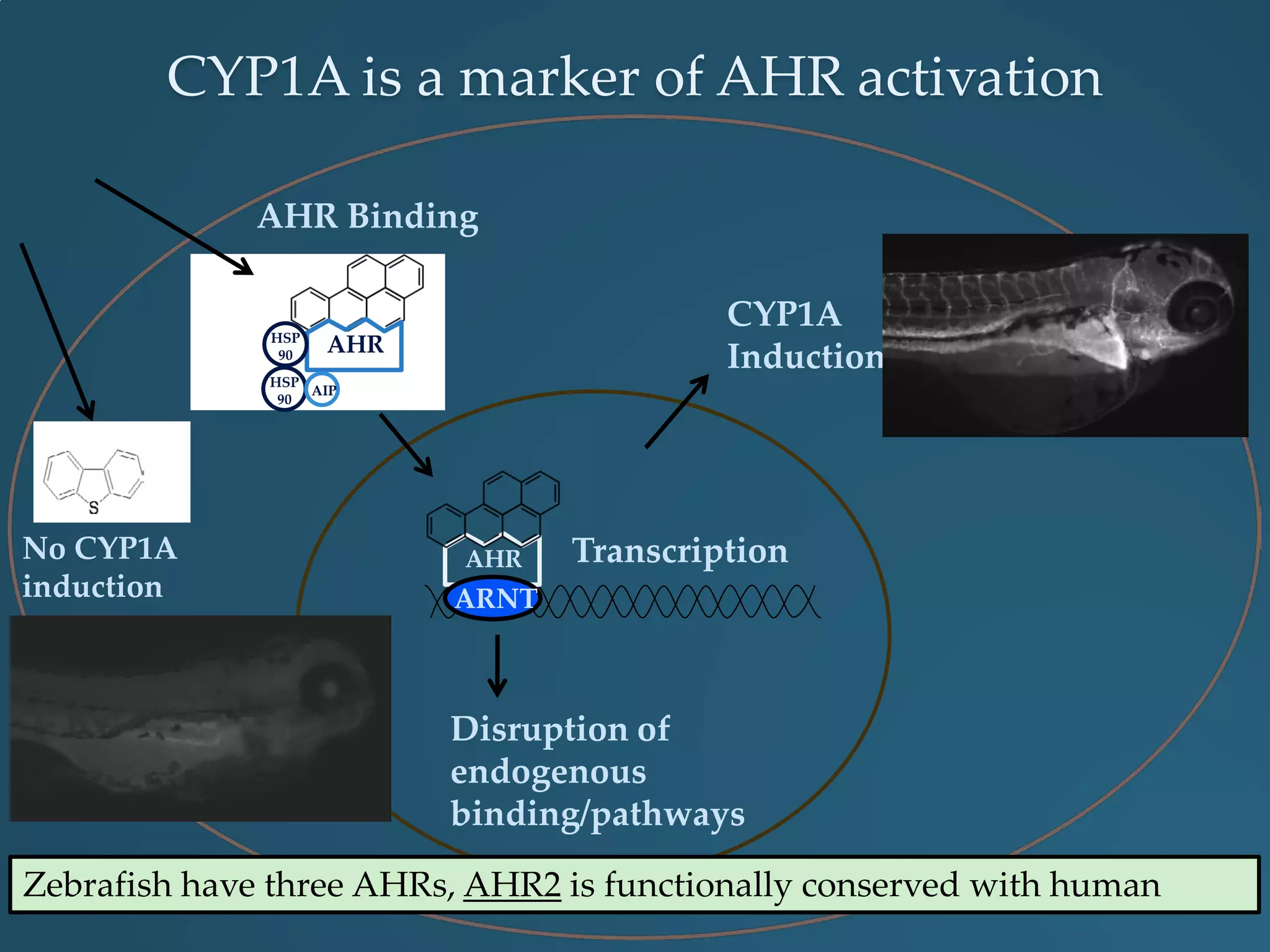 AHR
HSP
90
AIP
AHR Binding
AHR
ARNT
Transcription
CYP1A
Induction
Disruption of
endogenous
binding/pathways
No CYP1A
induction
CYP1A is a marker of AHR activation
Zebrafish have three AHRs, AHR2 is functionally conserved with human
HSP
90
 