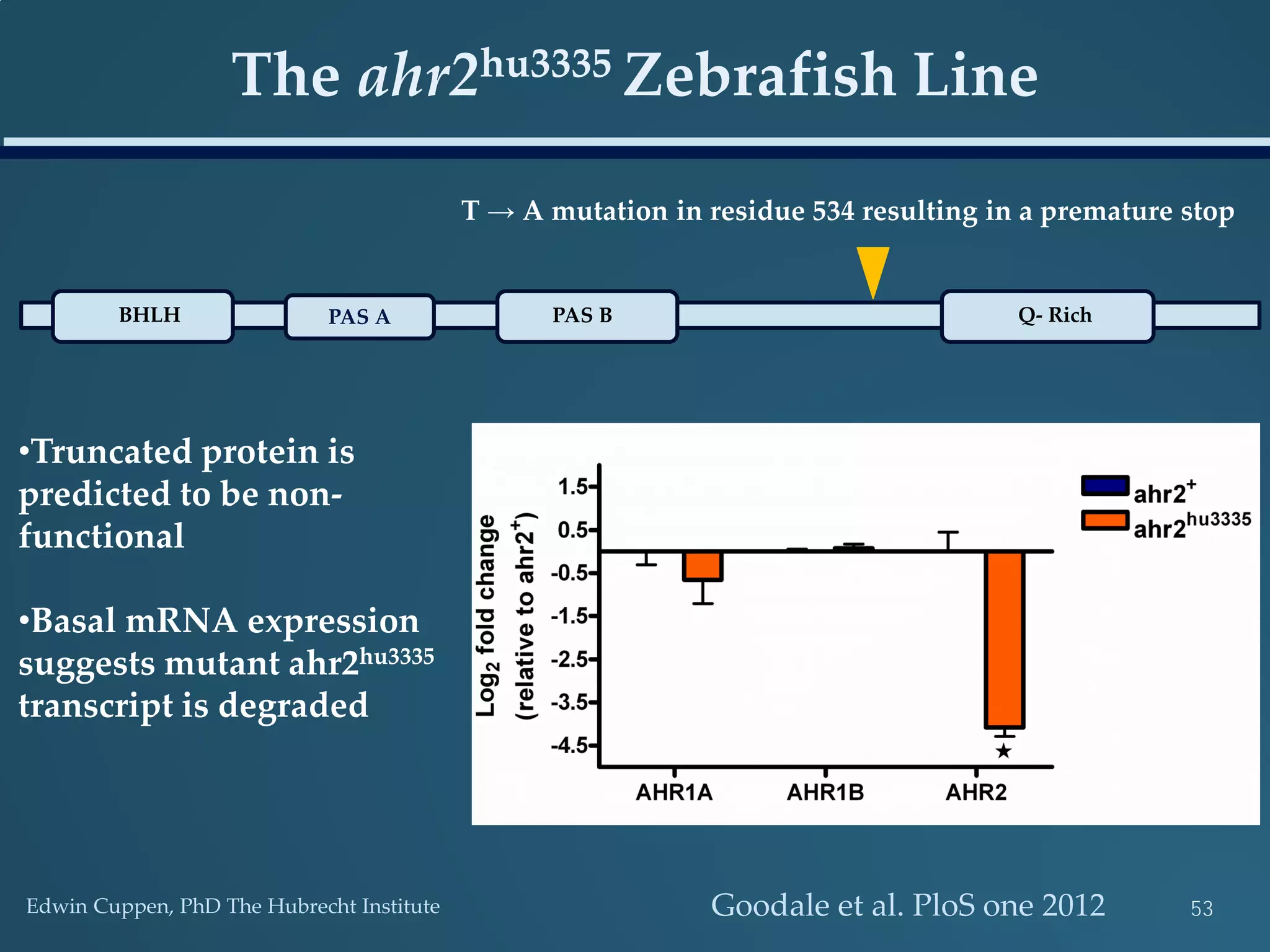 The ahr2hu3335 Zebrafish Line
BHLH PAS A PAS B Q- Rich
T → A mutation in residue 534 resulting in a premature stop
•Truncated protein is
predicted to be non-
functional
•Basal mRNA expression
suggests mutant ahr2hu3335
transcript is degraded
Edwin Cuppen, PhD The Hubrecht Institute Goodale et al. PloS one 2012 53
 