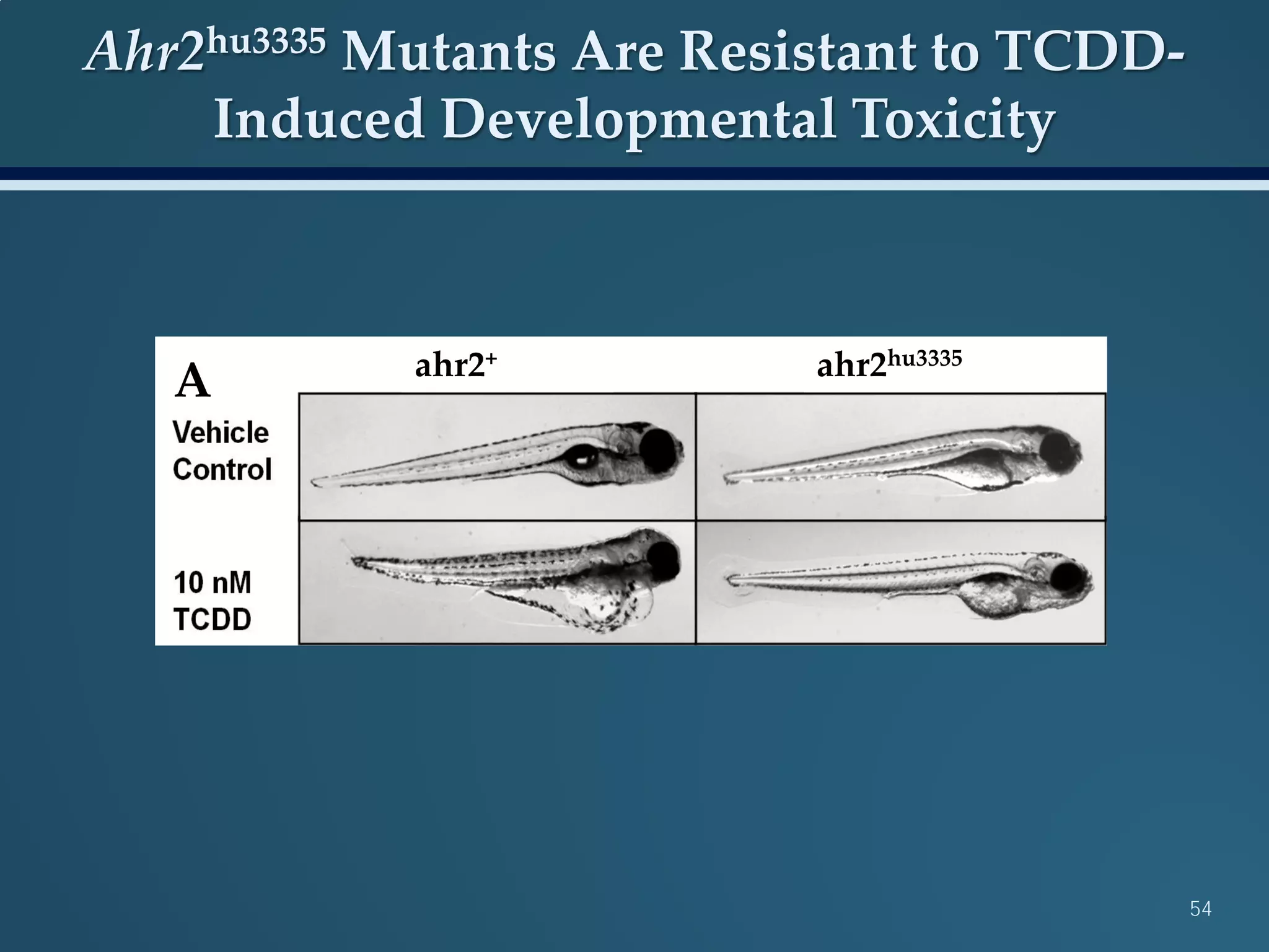 Ahr2hu3335 Mutants Are Resistant to TCDD-
Induced Developmental Toxicity
A ahr2+ ahr2hu3335
54
 