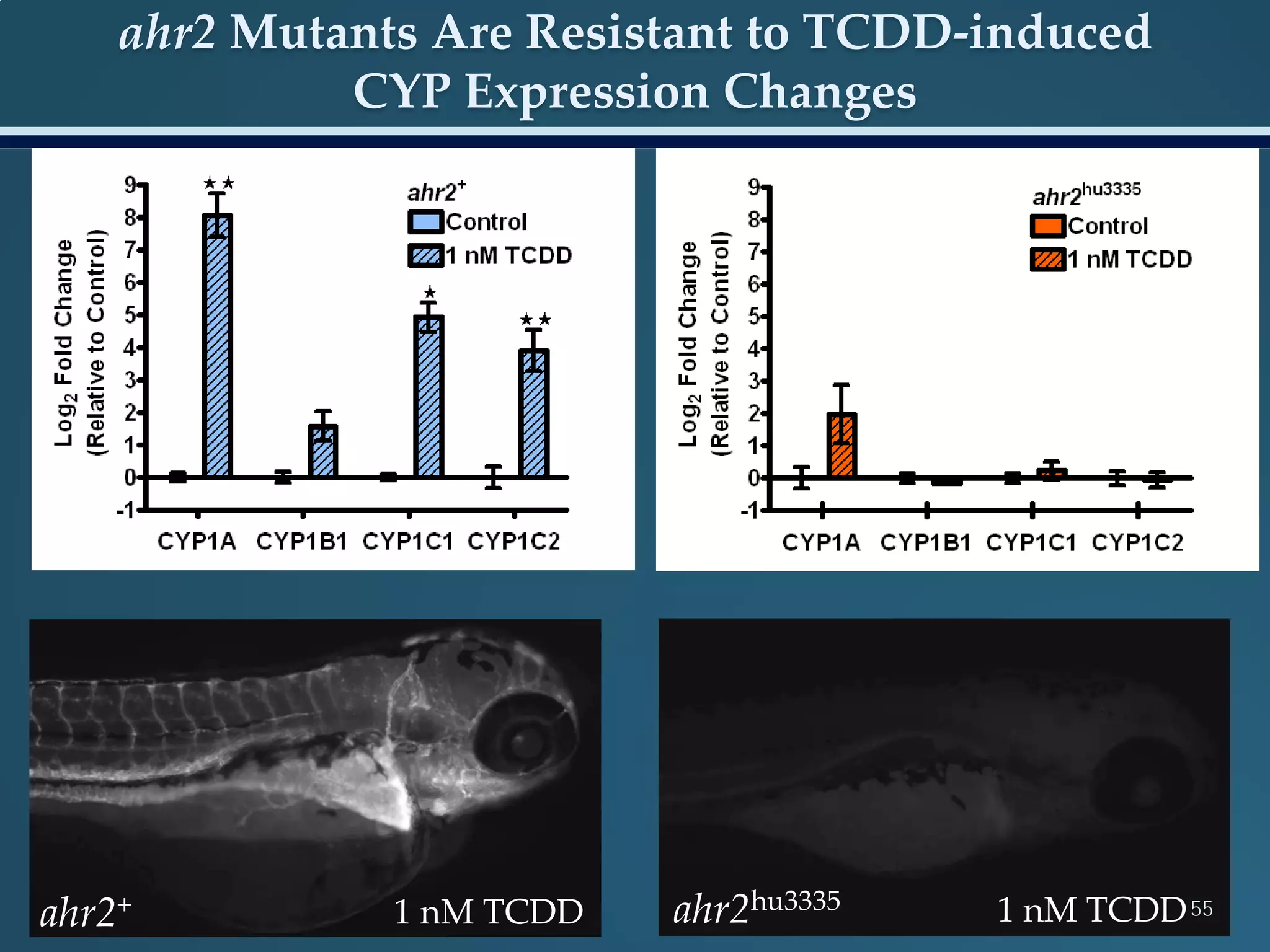 ahr2 Mutants Are Resistant to TCDD-induced
CYP Expression Changes
ahr2+ ahr2hu33351 nM TCDD 1 nM TCDD55
 