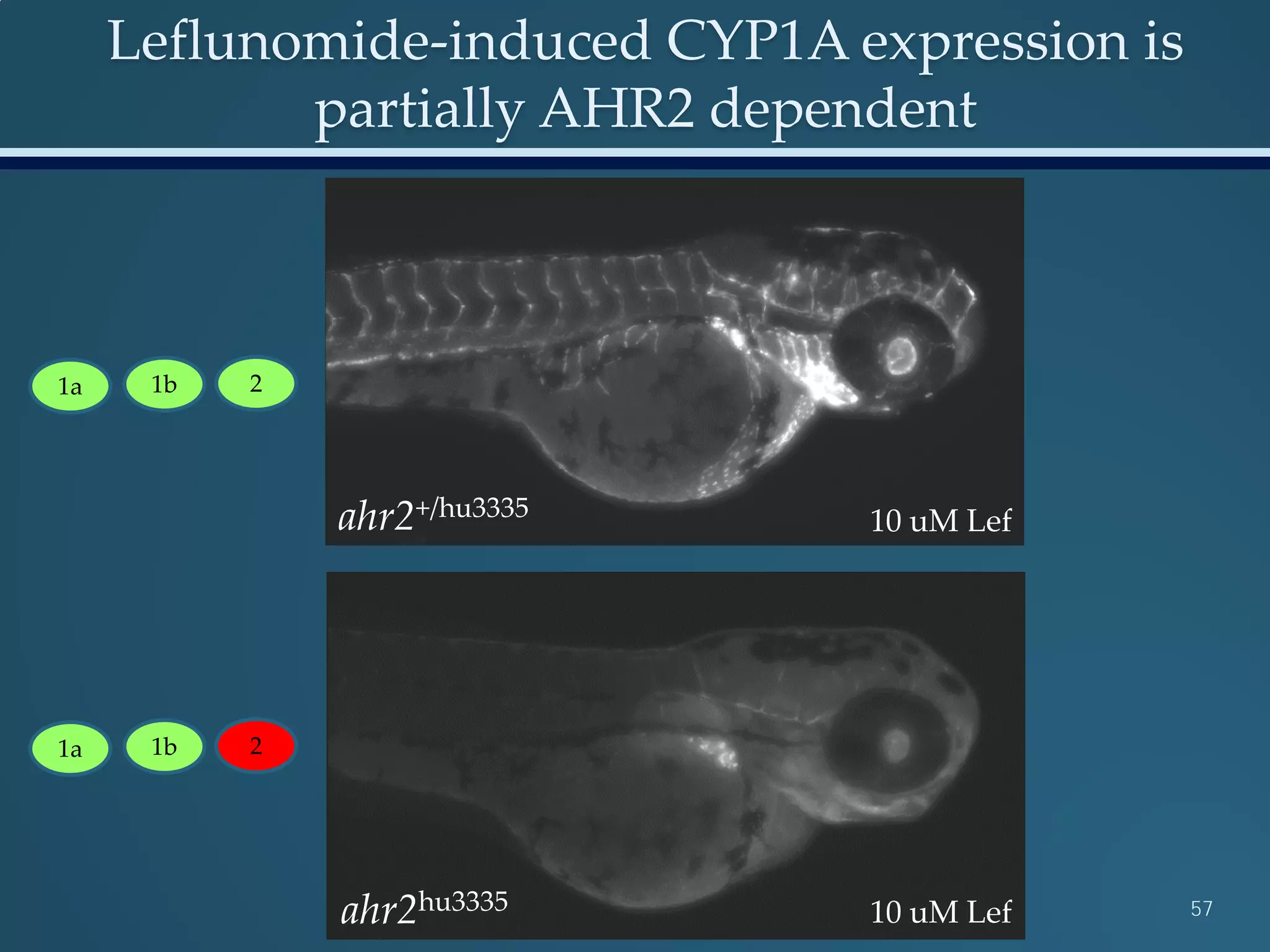 Leflunomide-induced CYP1A expression is
partially AHR2 dependent
ahr2+/hu3335
ahr2hu3335
10 uM Lef
10 uM Lef
1a 1b 2
1a 1b 2
57
 