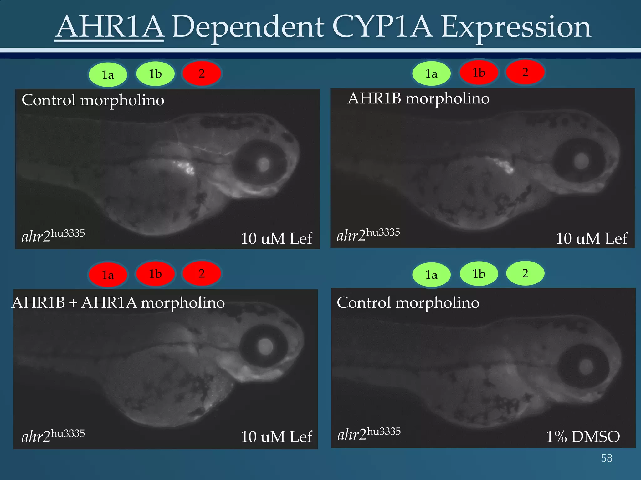 AHR1A Dependent CYP1A Expression
58
ahr2+/hu3335
ahr2hu3335
ahr2hu3335 ahr2hu3335
ahr2hu3335 ahr2hu3335
Control morpholino
10 uM Lef 10 uM Lef
10 uM Lef 1% DMSO
AHR1B + AHR1A morpholino
Control morpholino AHR1B morpholino
1a 1b 2 1a 1b 2
1a 1b 2 1a 1b 2
 