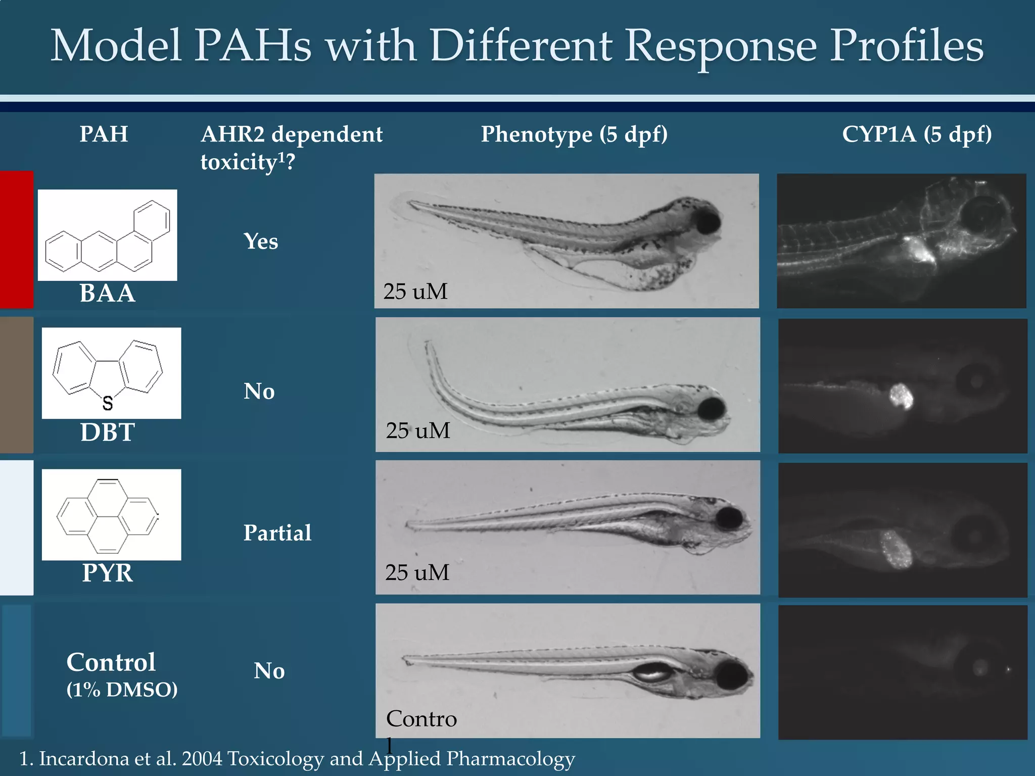 Model PAHs with Different Response Profiles
Control
(1% DMSO)
BAA
DBT
PYR
PAH Phenotype (5 dpf) CYP1A (5 dpf)AHR2 dependent
toxicity1?
Yes
No
Partial
25 uM
25 uM
25 uM
Contro
l
No
1. Incardona et al. 2004 Toxicology and Applied Pharmacology
 