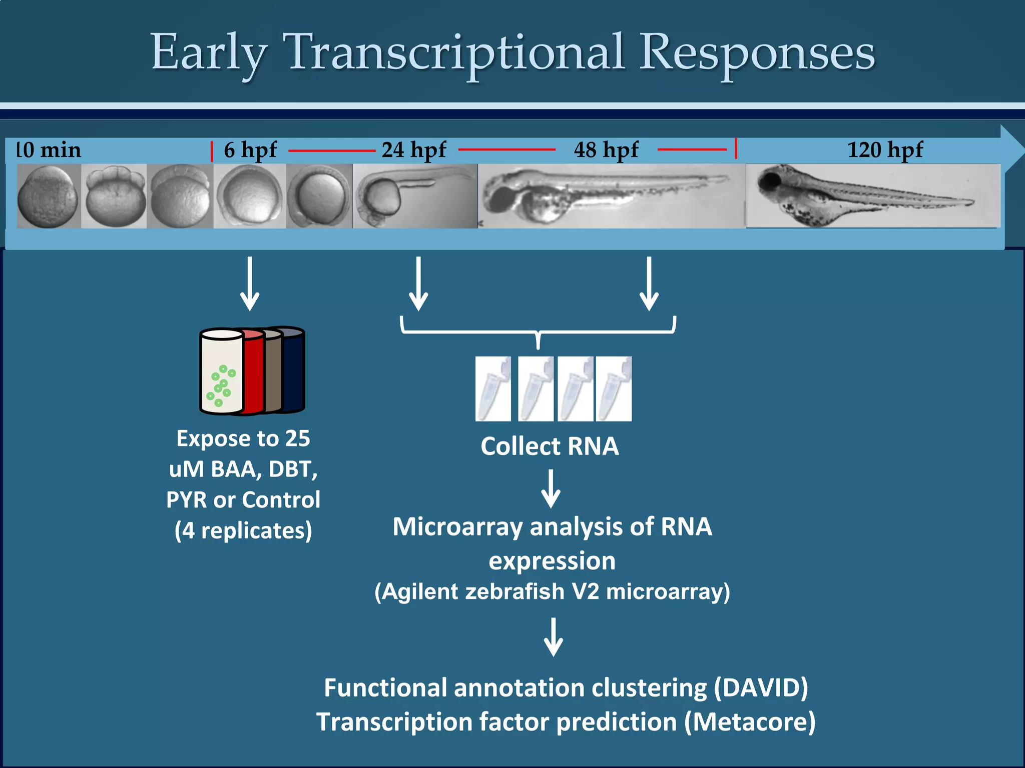 Early Transcriptional Responses
Expose to 25
uM BAA, DBT,
PYR or Control
(4 replicates)
Collect RNA
Microarray analysis of RNA
expression
(Agilent zebrafish V2 microarray)
Functional annotation clustering (DAVID)
Transcription factor prediction (Metacore)
6 hpf 24 hpf 120 hpf10 min 48 hpf
 