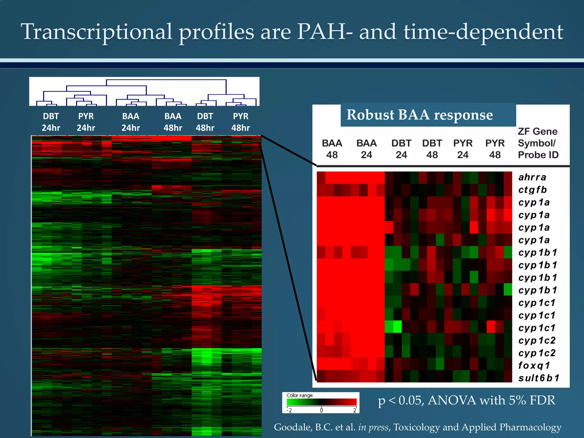 Transcriptional profiles are PAH- and time-dependent
BAA
24hr
BAA
48hr
DBT
48hr
PYR
48hr
DBT
24hr
PYR
24hr
p < 0.05, ANOVA with 5% FDR
Robust BAA response
Goodale, B.C. et al. in press, Toxicology and Applied Pharmacology
 
