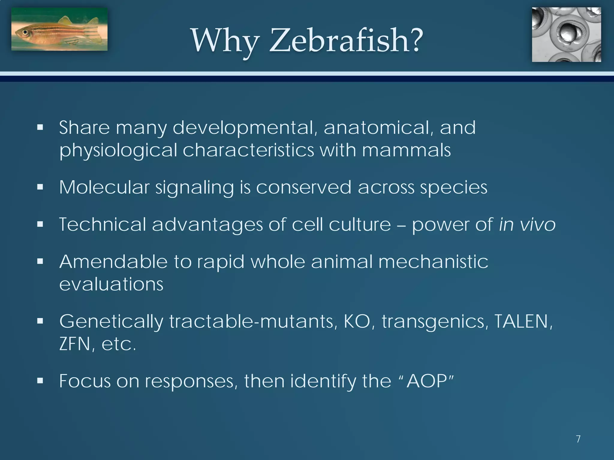 Why Zebrafish?
 Share many developmental, anatomical, and
physiological characteristics with mammals
 Molecular signaling is conserved across species
 Technical advantages of cell culture – power of in vivo
 Amendable to rapid whole animal mechanistic
evaluations
 Genetically tractable-mutants, KO, transgenics, TALEN,
ZFN, etc.
 Focus on responses, then identify the “AOP”
7
 