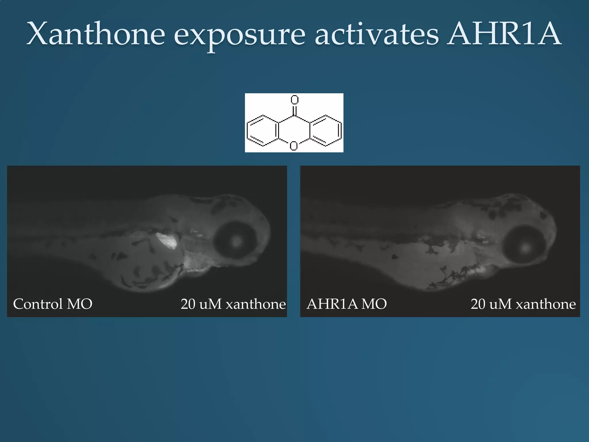 Xanthone exposure activates AHR1A
Control MO AHR1A MO20 uM xanthone 20 uM xanthone
 