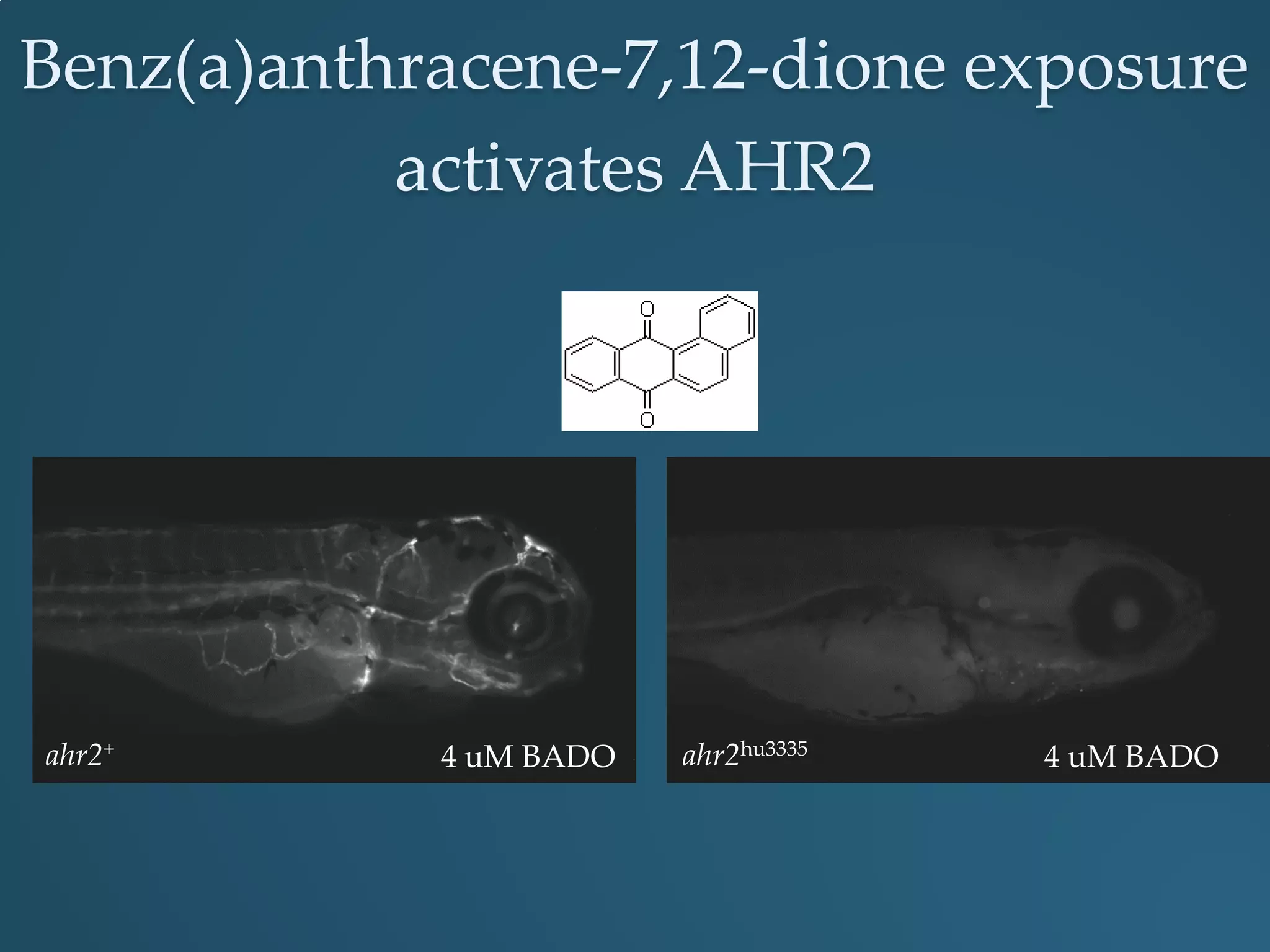 Benz(a)anthracene-7,12-dione exposure
activates AHR2
ahr2hu3335ahr2+
4 uM BADO 4 uM BADO
 