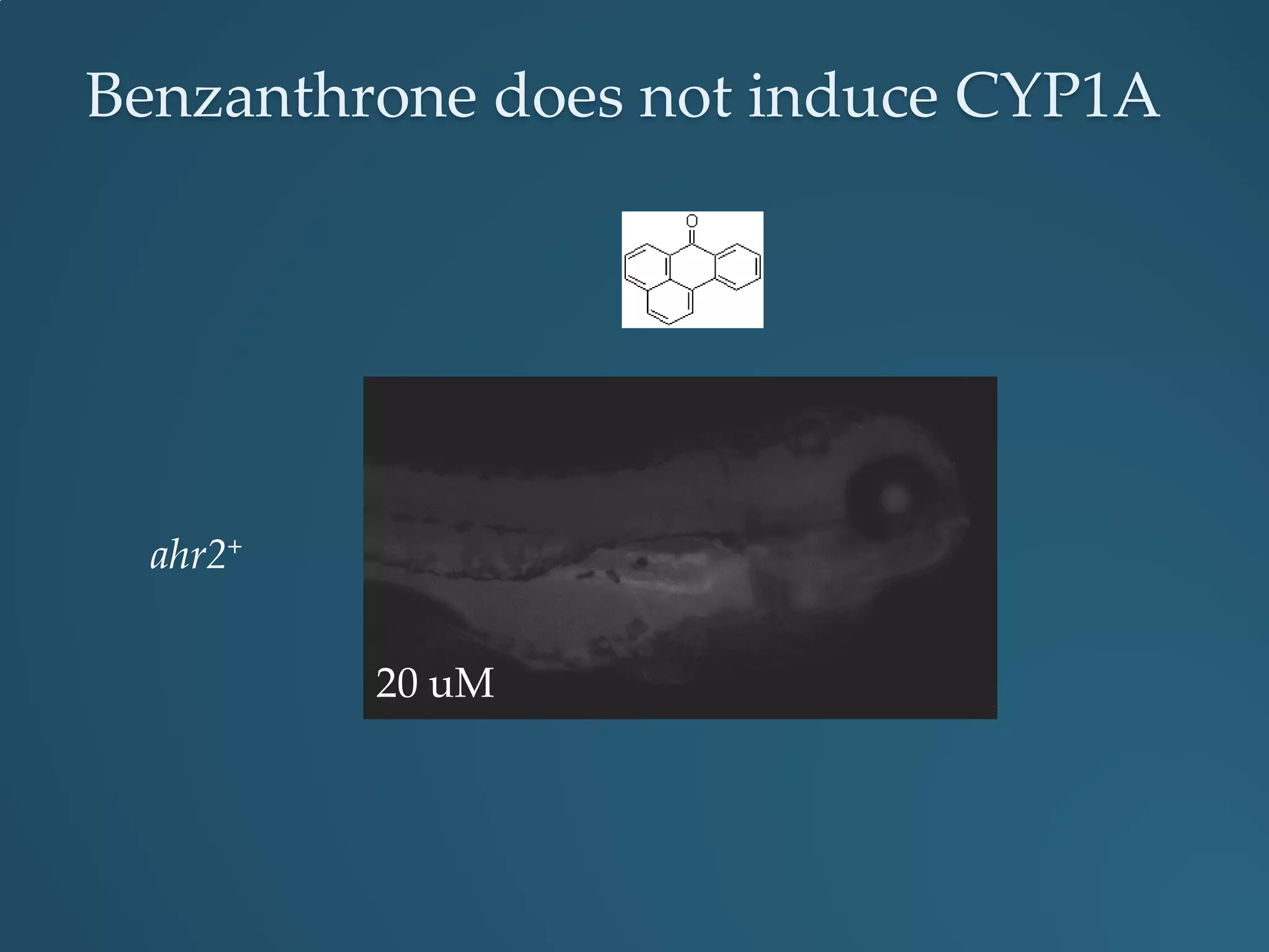 Benzanthrone does not induce CYP1A
ahr2hu3335
ahr2+
20 uM
 